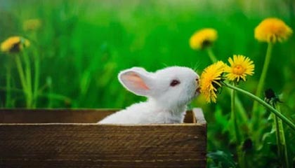 2月5日将进行1小时停机维护